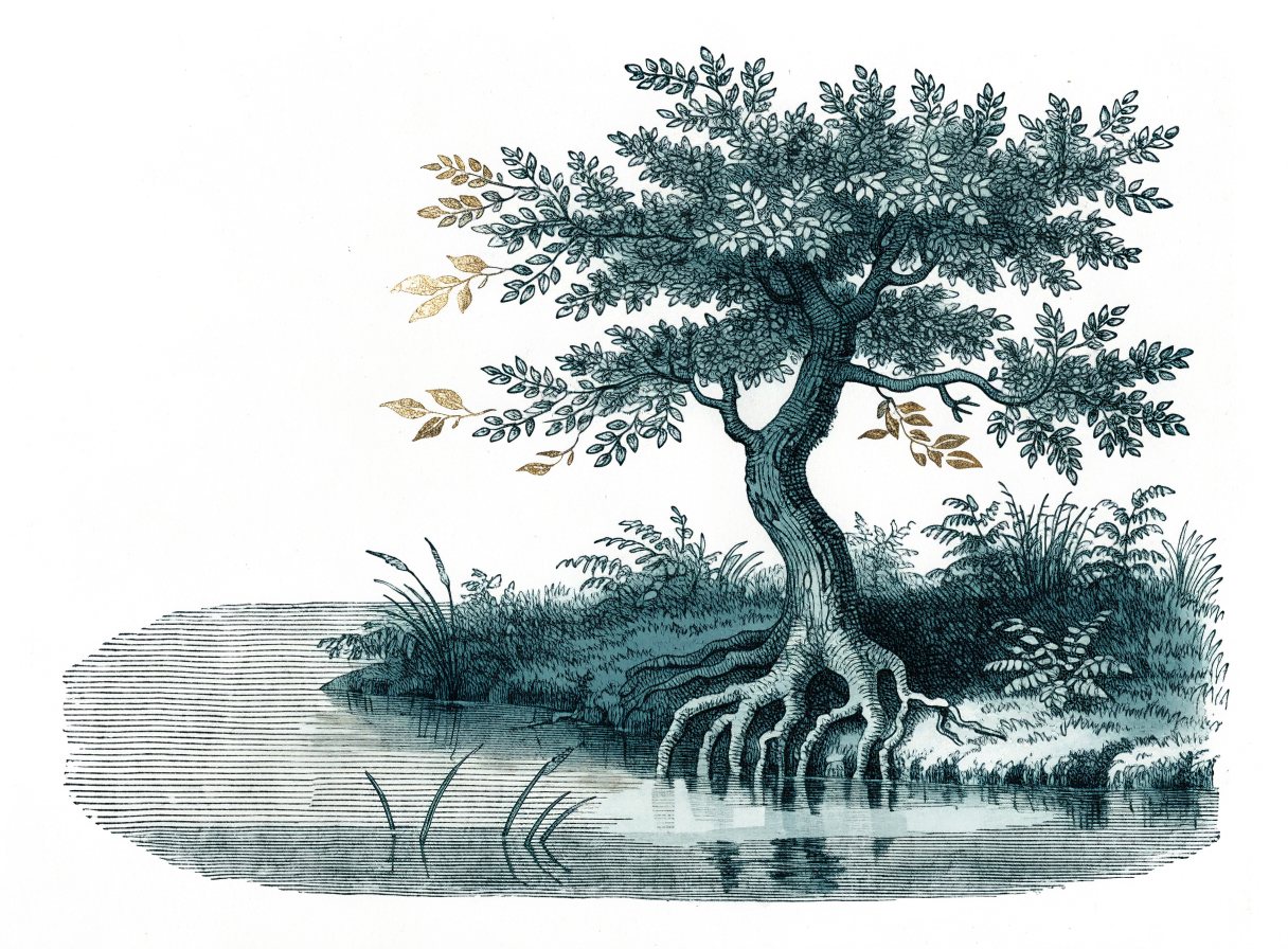 A deep-rooted tree on the bank of a quiet stream with gold leaves catching the light
